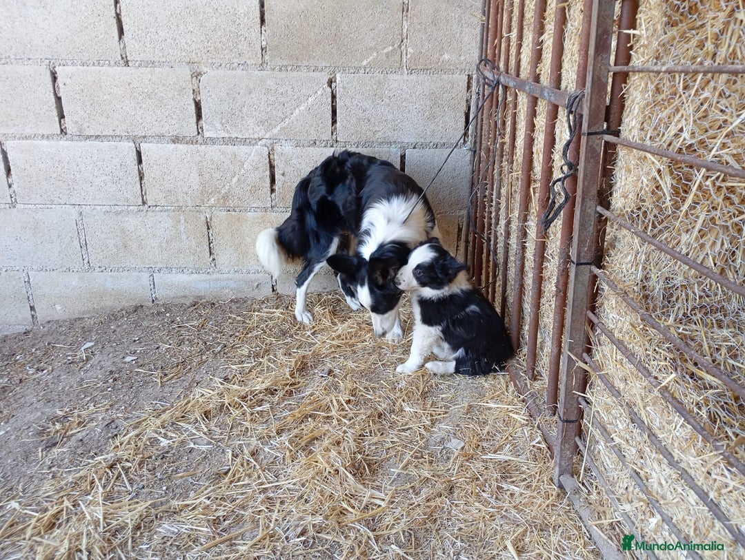 Border Collie perros en venta: Border Collie camada - Imagen 6