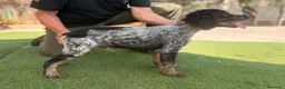 Épagneul Breton perros en venta: BRETON - Anuncio 5