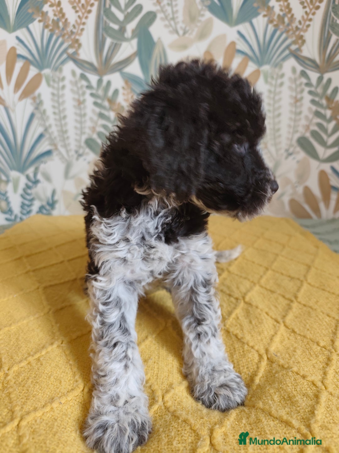 Perro de Agua Español perros en venta: Espectacular perro de aguas - Imagen 5