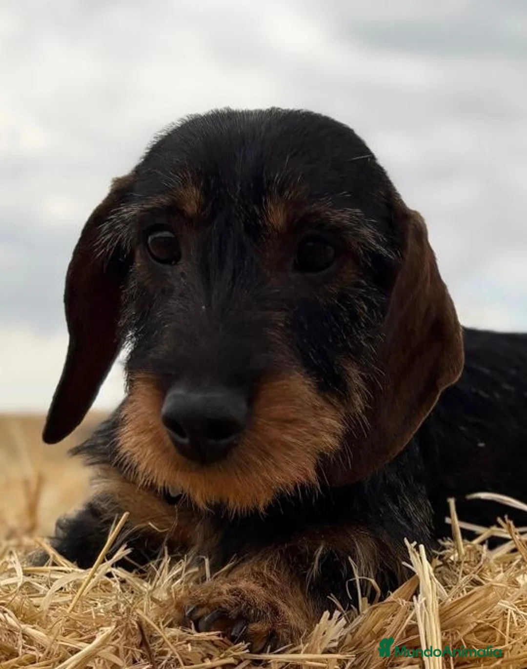 Teckel Miniatura perros en venta: Macho Teckel pelo duro  - Anuncio 2