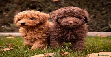 Caniche Toy perros - Propaganda 8