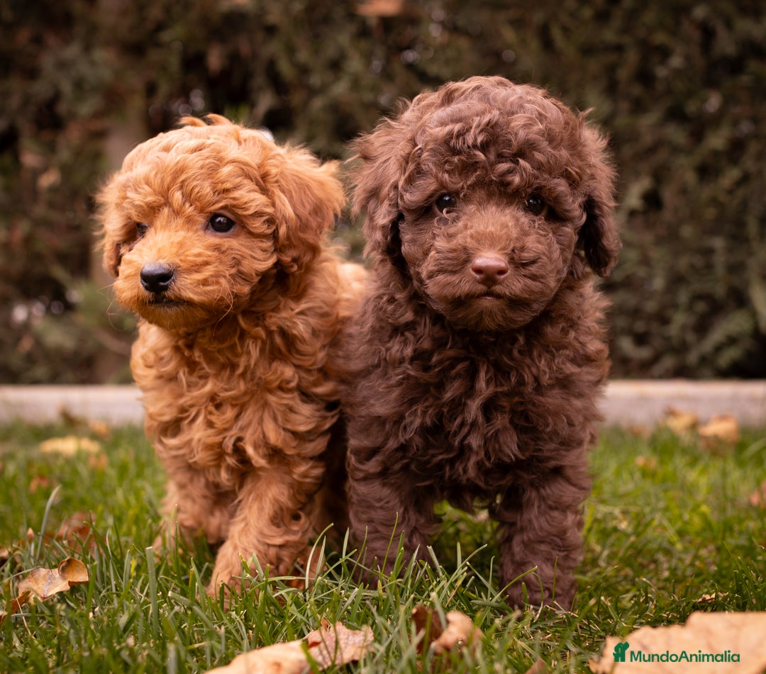 Caniche Toy perros en venta: Camada caniche Toy chocolate  - Imagen 2
