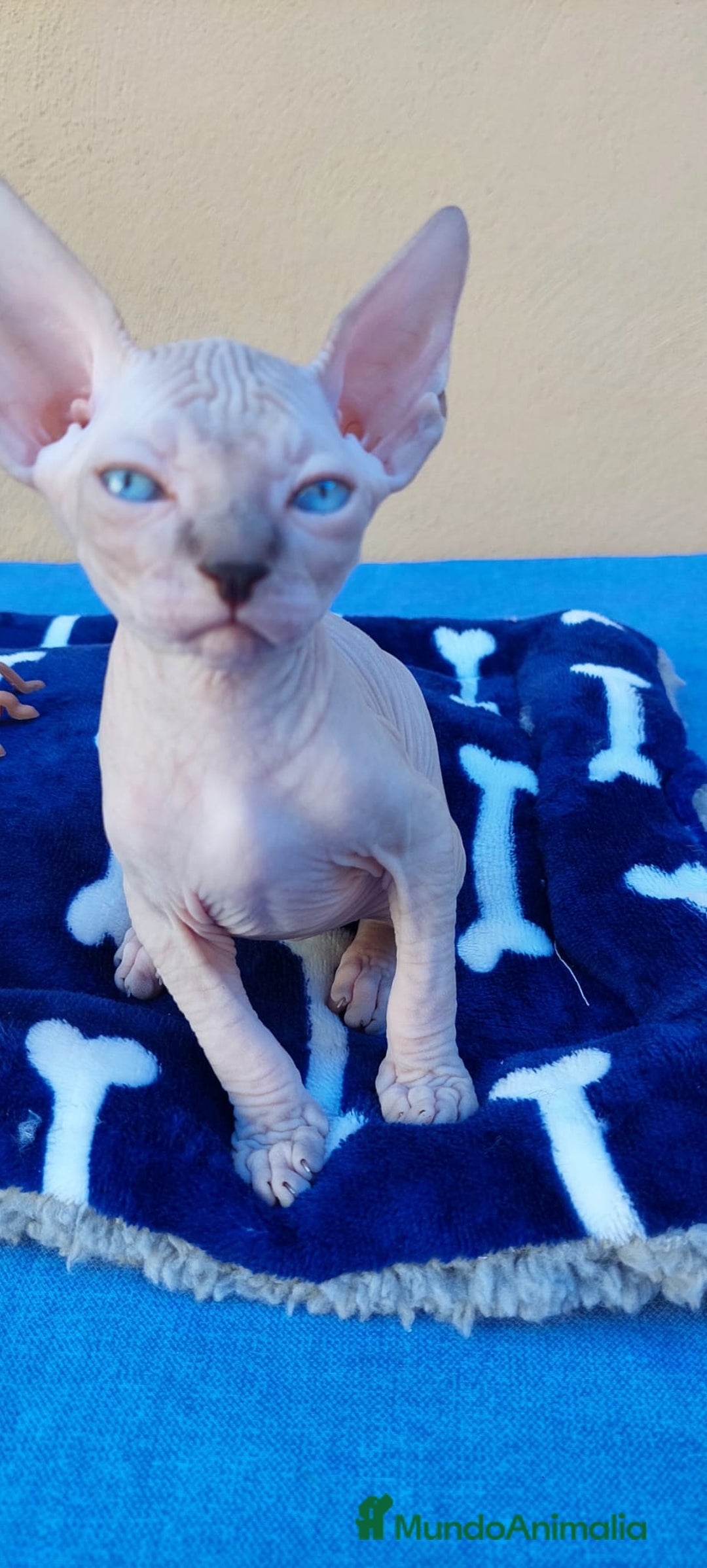 Sphynx gatos en venta: Precioso machito ojos azules  - Imagen 2