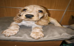 Cocker Spaniel Inglés perros en venta: Cocker Dorada Hembra - Imagen 2