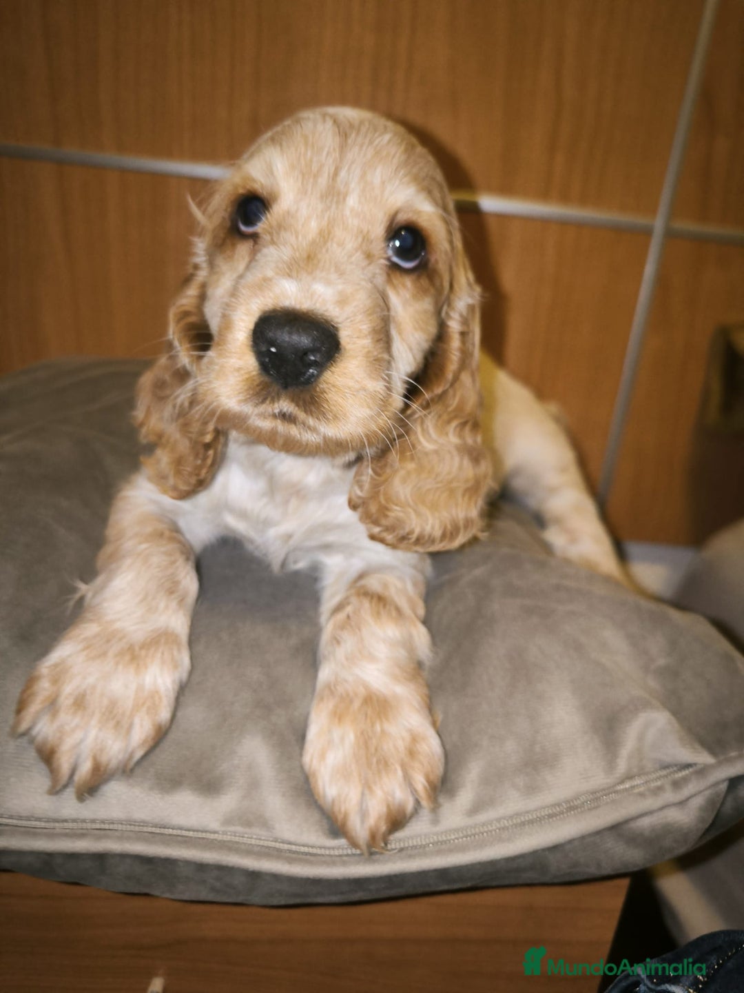 Cocker Spaniel Inglés perros en venta: Cocker Dorada Hembra - Imagen 2