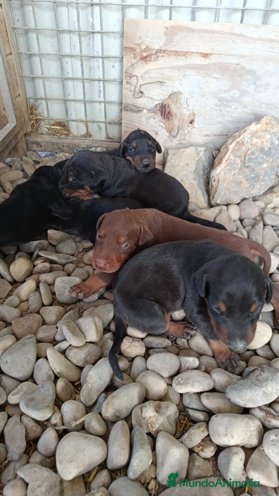 Dobermann perros Dóbermann chocolate y negro fuego🐶🐾🔥 - Anuncio 1