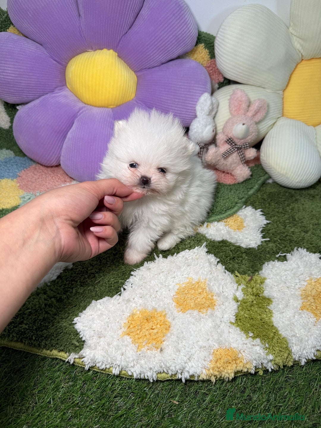 Pomerania perros en venta: Lulu de Pomerania Blanco Puro - Anuncio 4