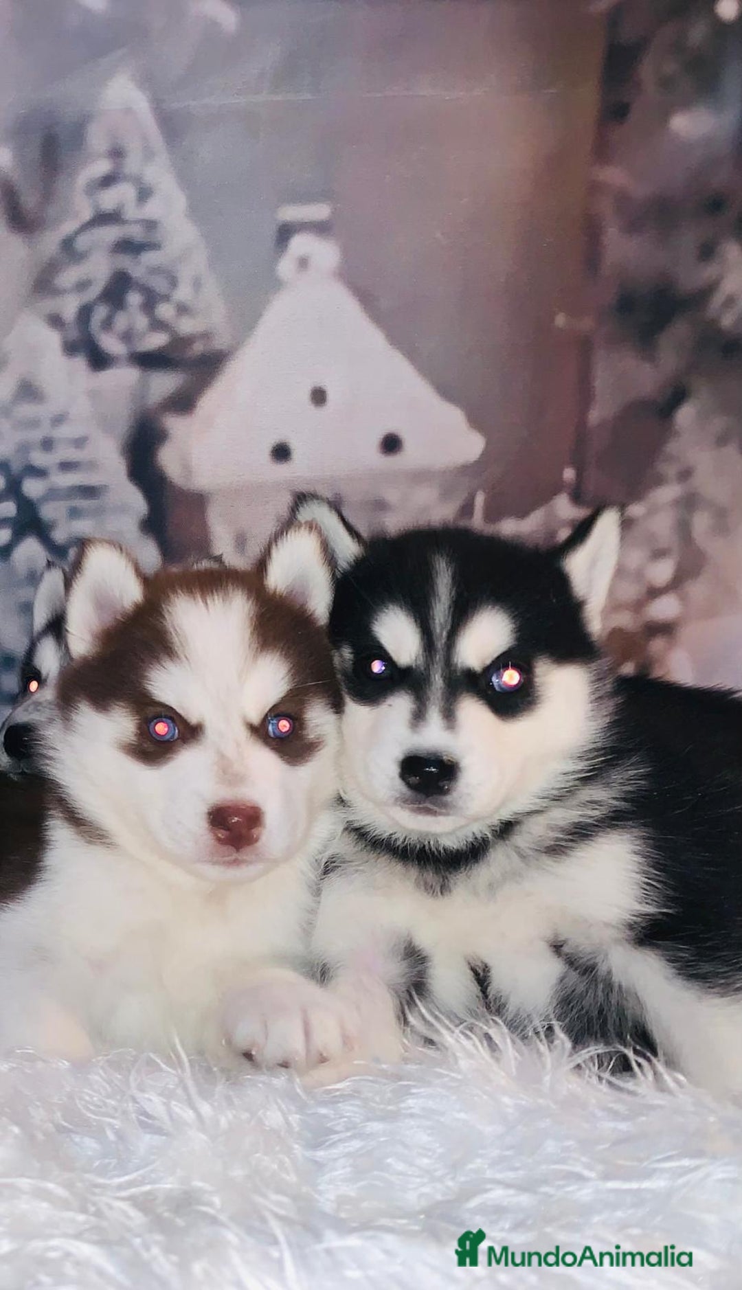 Husky Siberiano perros en venta: Cachorros husky siberianos  - Anuncio 11