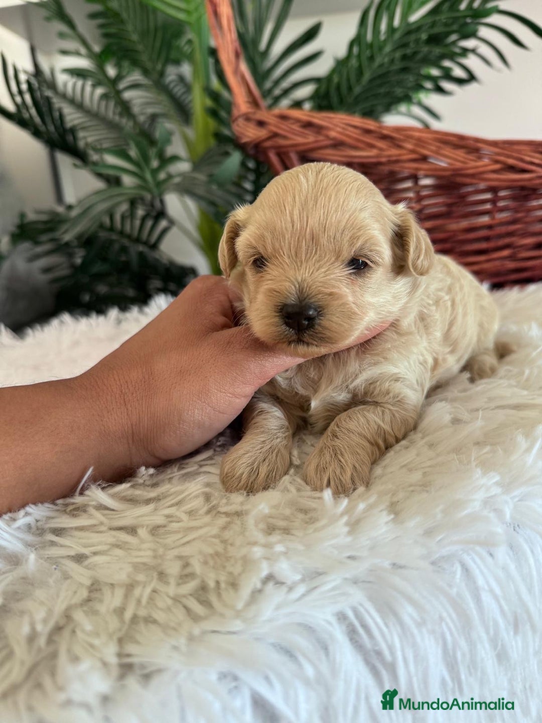 Maltipoo perros en venta: MALTIPOO MACHO - Imagen 24