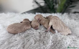 Maltipoo perros en venta: MALTIPOO MACHOS - Imagen 4