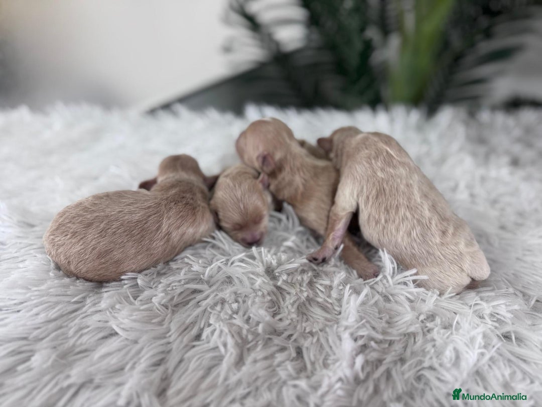 Maltipoo perros en venta: MALTIPOO MACHOS - Imagen 4