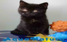 Británico de Pelo Corto gatos en venta: British Hembra 7790 AQUANATURA - Anuncio 1