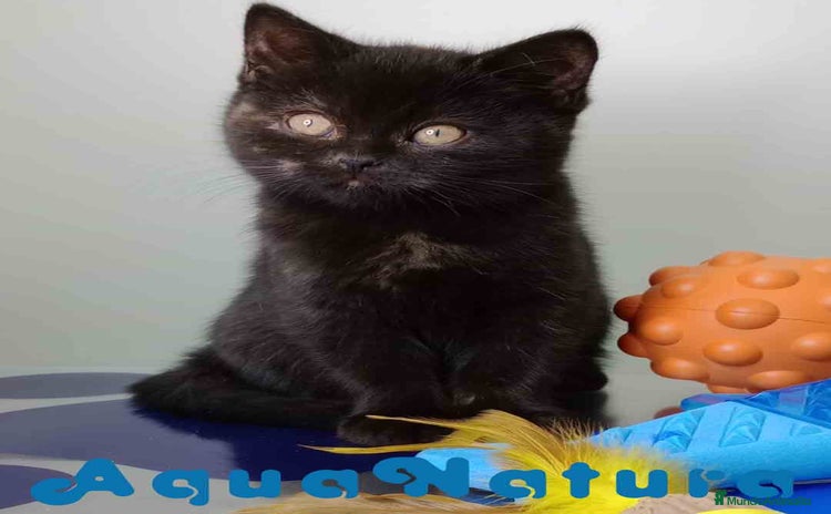 Británico de Pelo Corto gatos British Hembra 7790 AQUANATURA - Anuncio 1