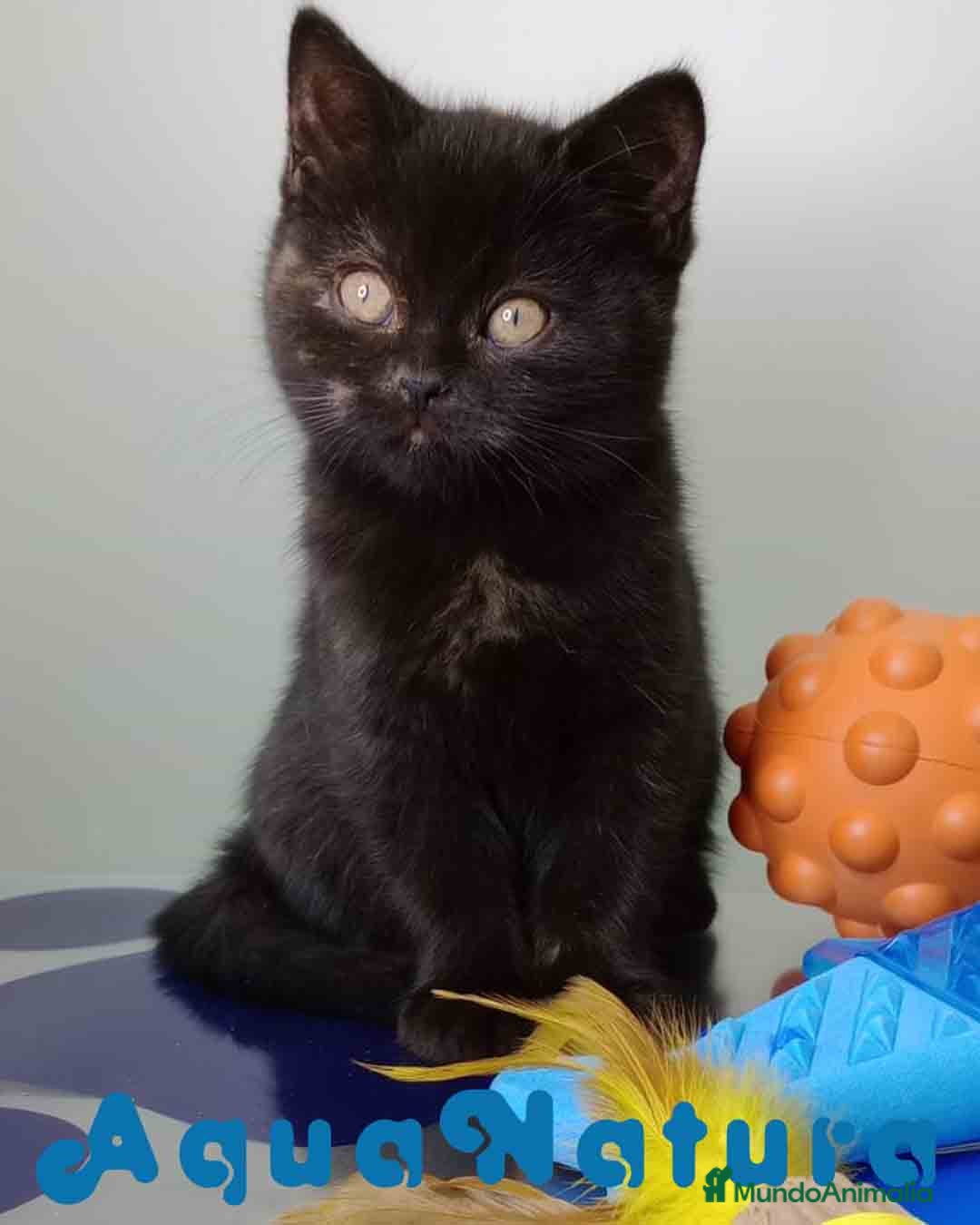 Británico de Pelo Corto gatos en venta: British Hembra 7790 AQUANATURA - Anuncio 1