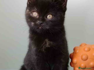 Británico de Pelo Corto gatos British Hembra 7790 AQUANATURA - Anuncio 11