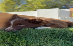 Border Terrier perros en venta: BORDER COLLIE - Anuncio 13