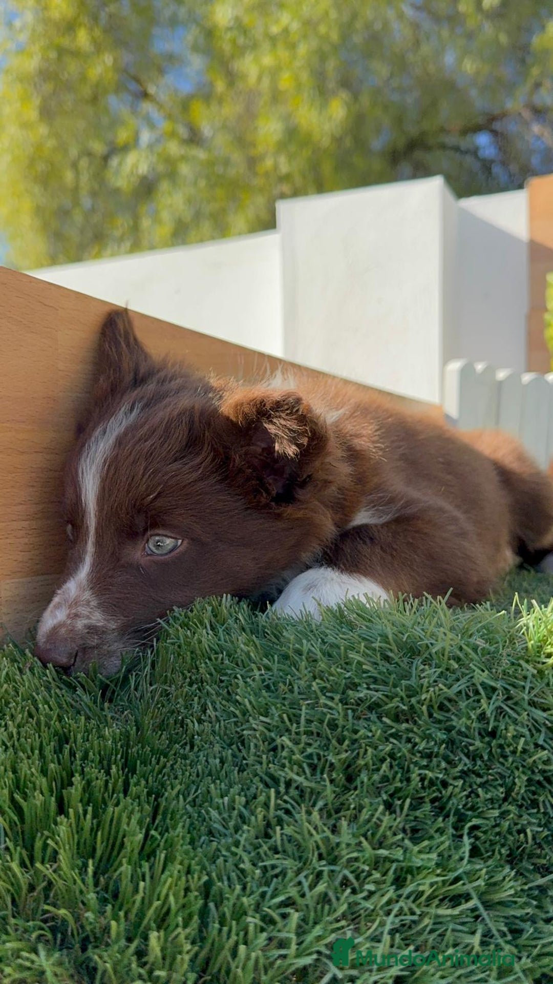Border Terrier perros en venta: BORDER COLLIE - Anuncio 13