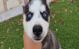 Husky Siberiano perros en venta: Encantadores cachorros Husky Siberiano  - Imagen 17
