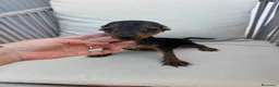 Pinscher Miniatura perros en venta: Mini pincher Exoticos  - Anuncio 8