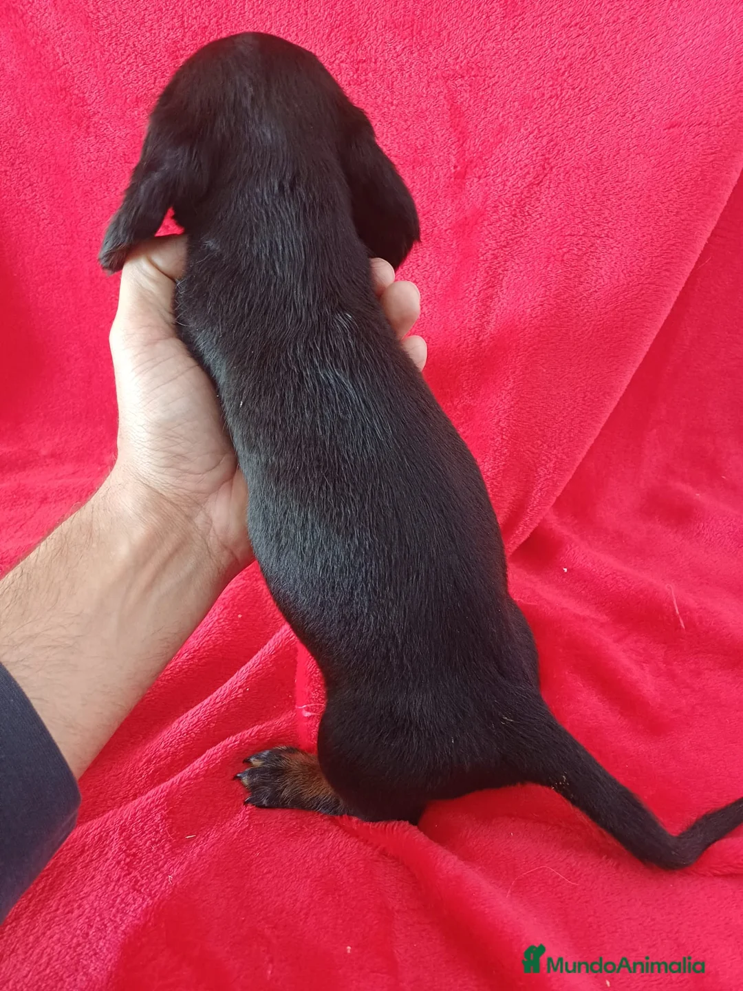Teckel Miniatura perros en venta: Teckel Mini Negro y Fuego  - Anuncio 3