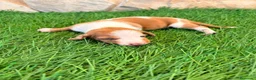 Teckel Miniatura perros en venta: Teckel miniatura bicolor  - Anuncio 19