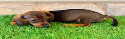 Teckel Miniatura perros en venta: Teckel Miniatura Hoja - Anuncio 11