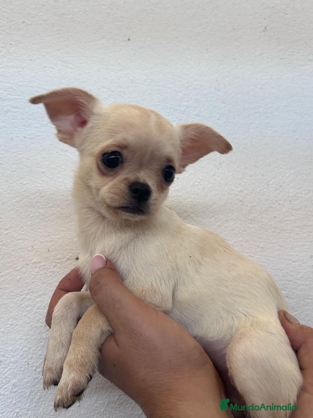 Chihuahua perros Chihuhuas - Anuncio 33