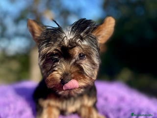 Yorkshire Terrier perros YORCSHIRE TERRIER TOY - Anuncio 36