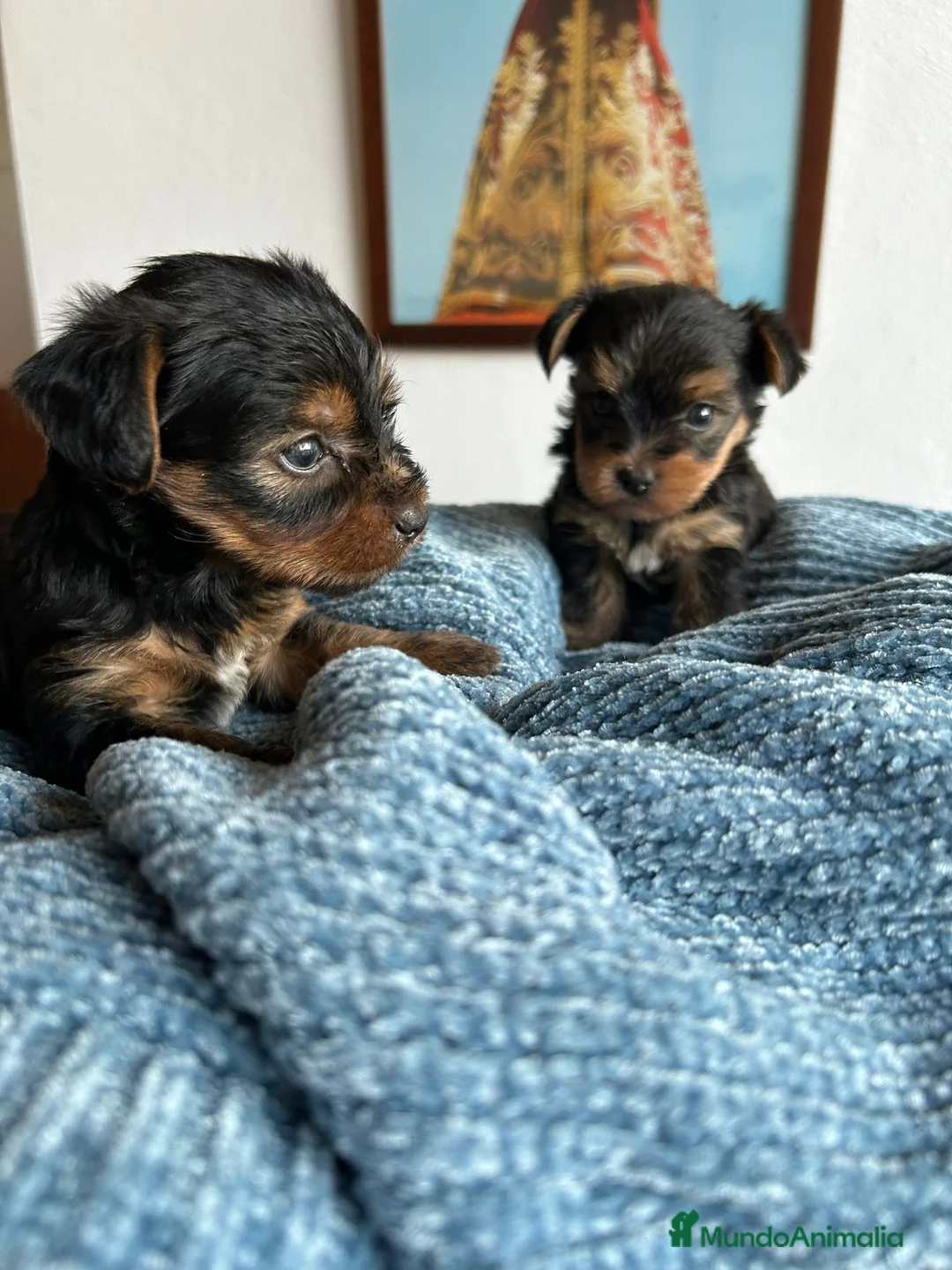 Yorkshire Terrier perros en venta: Yorkshire Terrier  - Anuncio 2