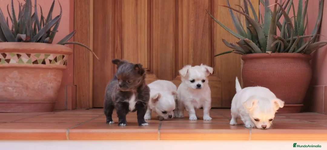 Imagen de galería {{count}}