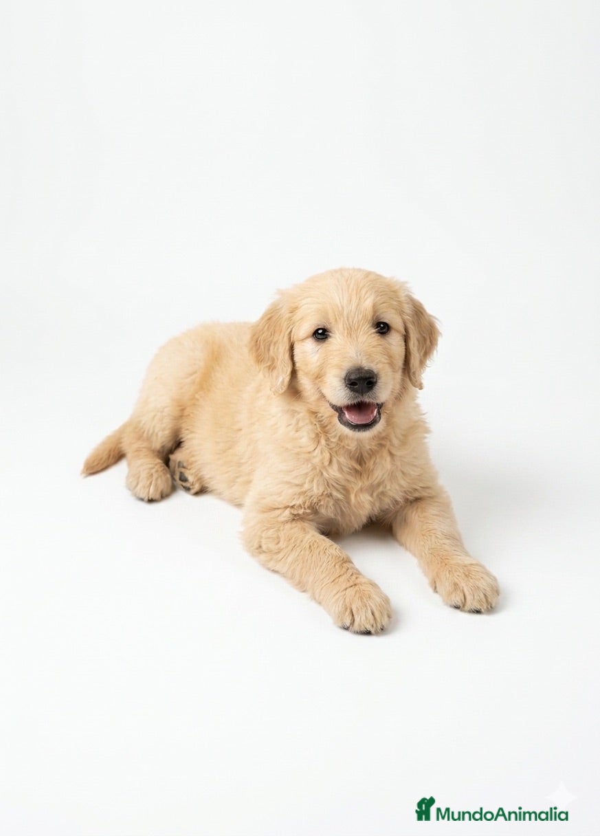 Raza Mixta perros Goldendoodle f1 - Anuncio 1