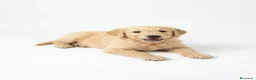 Raza Mixta perros en venta: Goldendoodle f1 - Anuncio 1