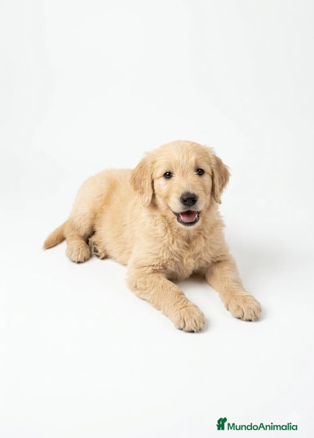 Raza Mixta perros en venta: Goldendoodle f1 - Anuncio 1