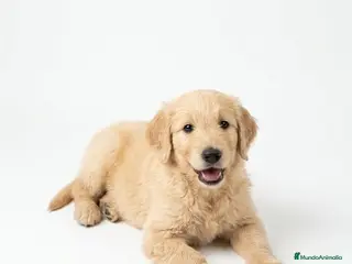 Raza Mixta perros Goldendoodle f1 - Anuncio 1
