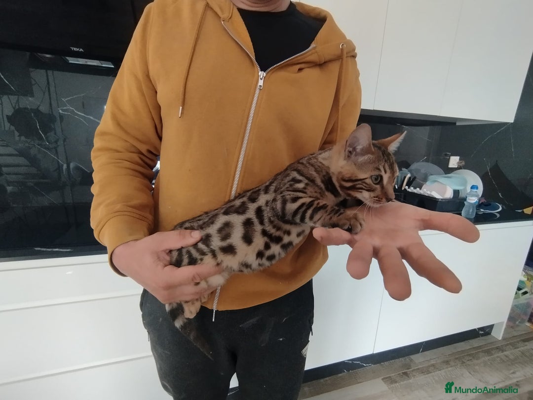 Bengalí gatos en venta: Camada gatito raza Bengali - Imagen 1