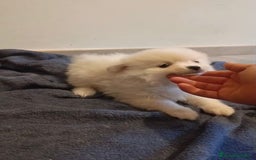 Pomerania perros en venta: Lulu pomerania toy - Imagen 8