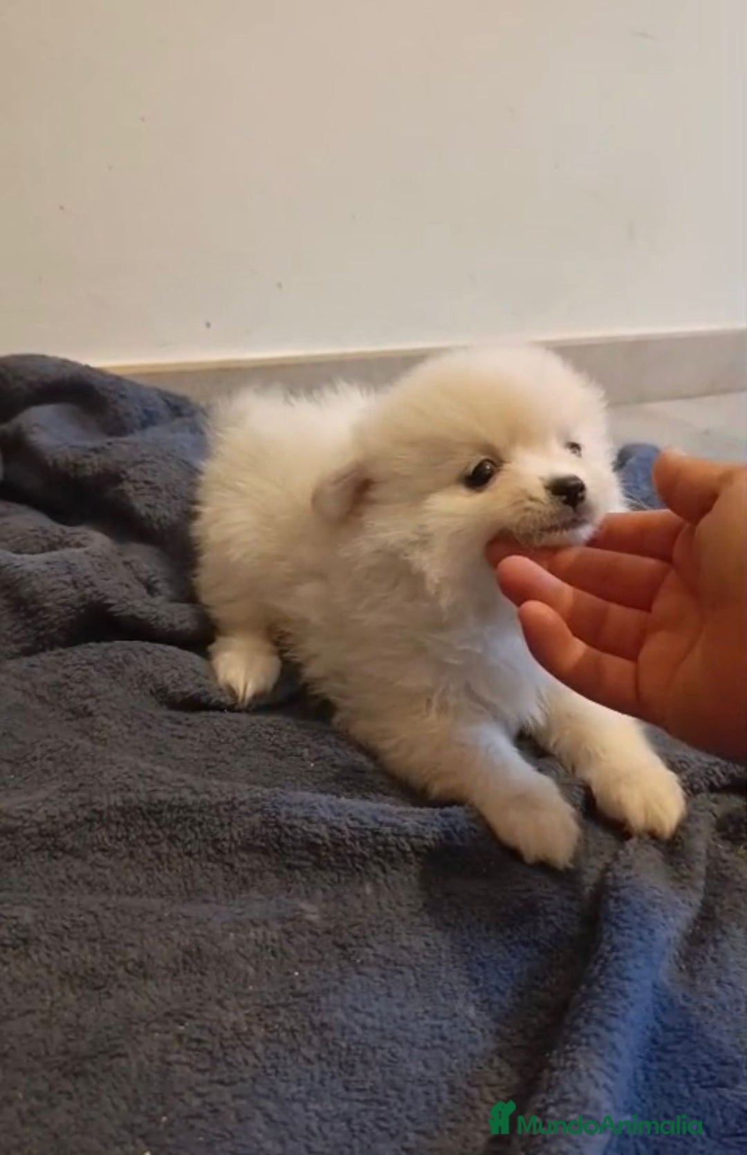 Pomerania perros en venta: Lulu pomerania toy - Imagen 8