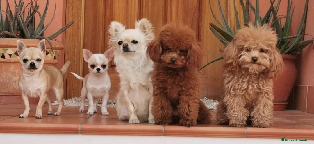 Imagen de galería {{count}}