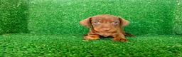 Teckel Miniatura perros en venta: teckel miatura - Anuncio 11