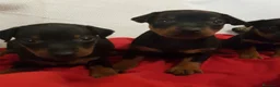 Pinscher Miniatura perros en venta: Pinscher mini machitos (belleza) - Anuncio 5
