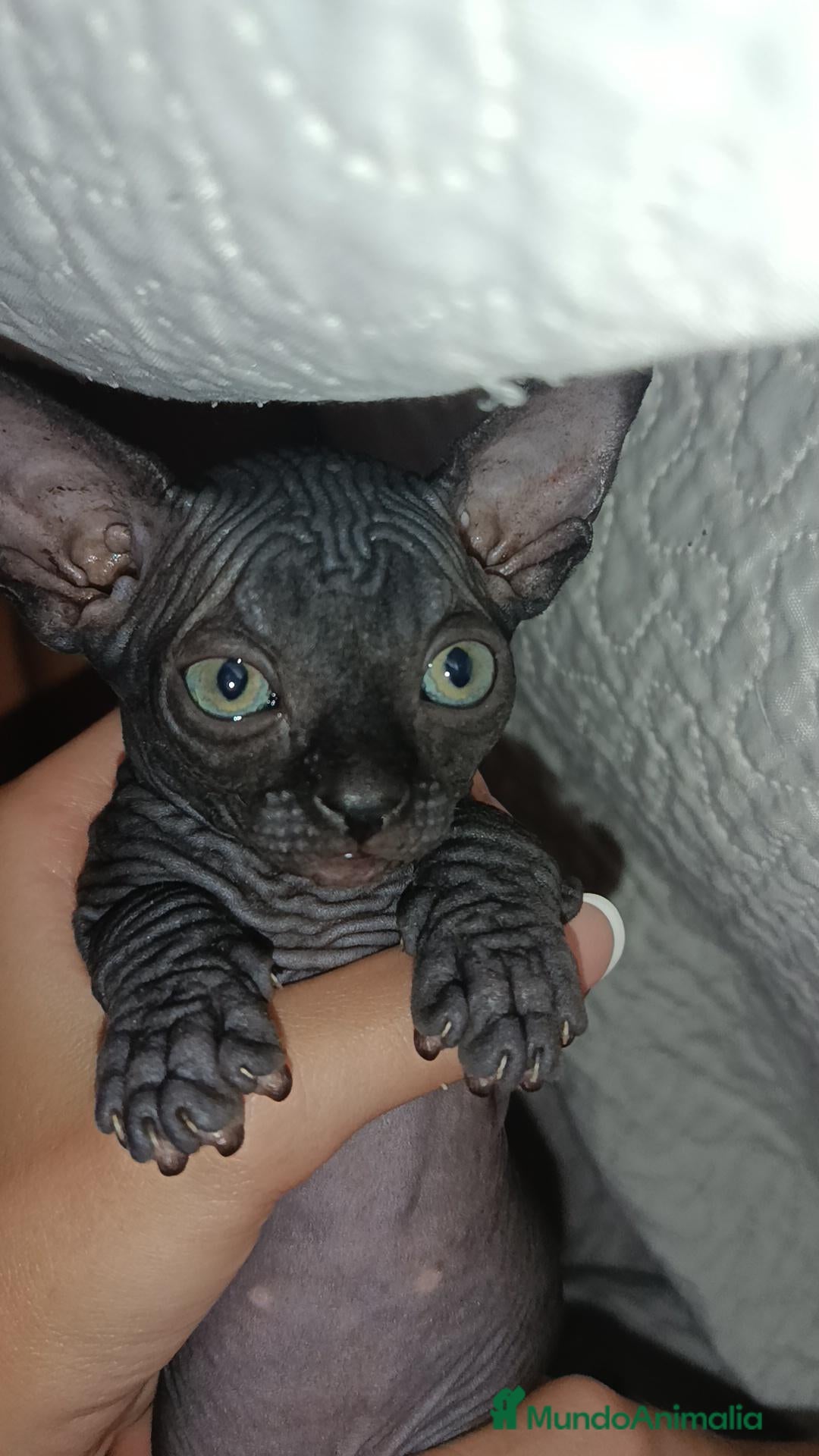 Sphynx gatos Precioso Machito  - Anuncio 1