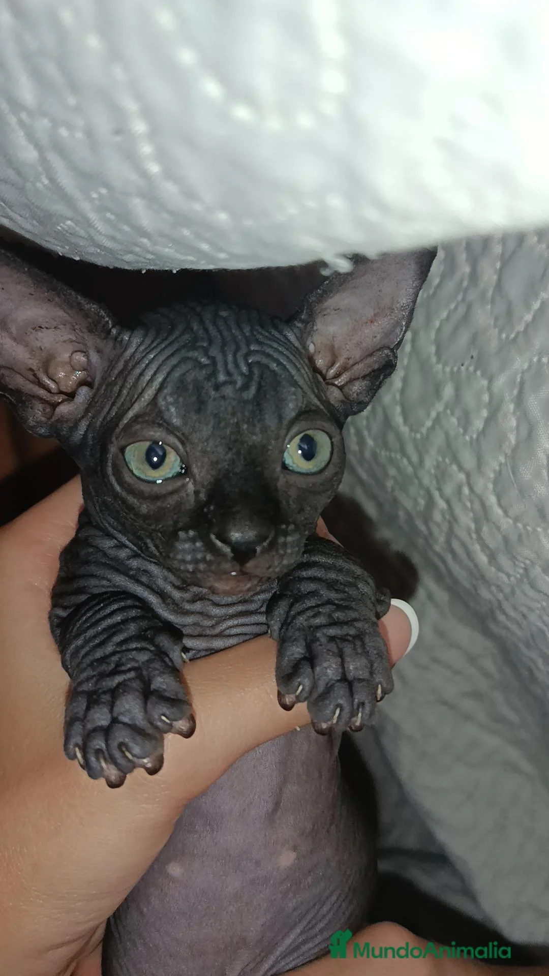 Sphynx gatos en venta: Precioso Machito  - Anuncio 1