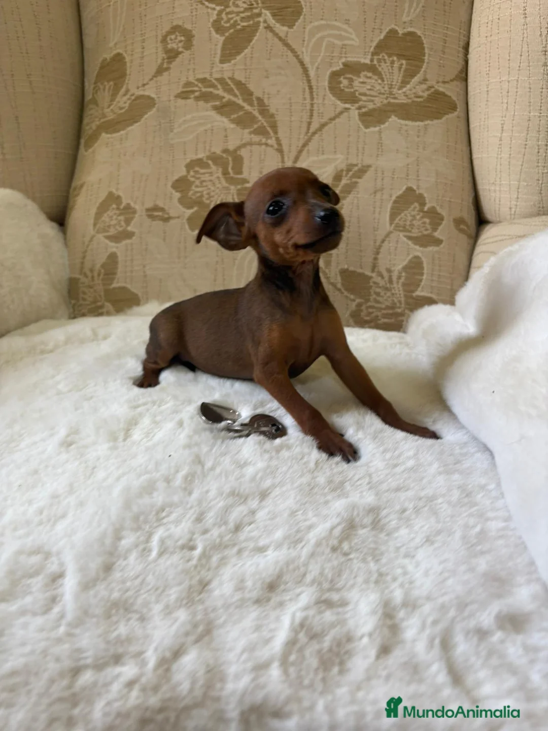 Pinscher Miniatura perros en venta: Pinscher Miniatura cachorro hembra  - Anuncio 22