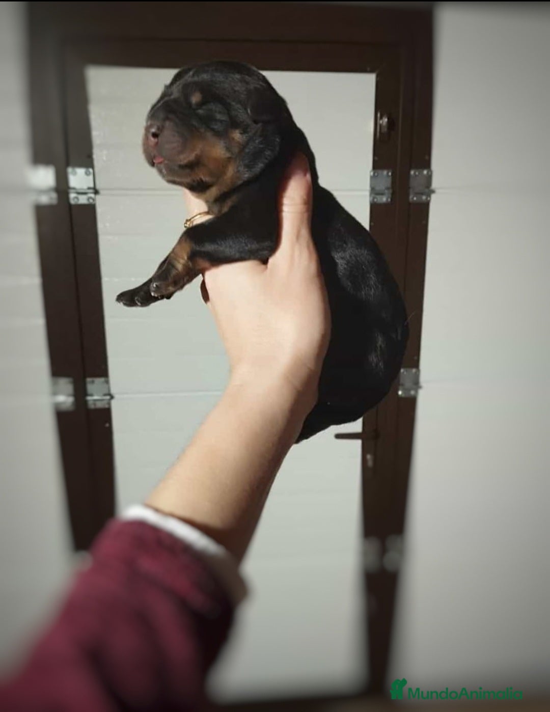 Rottweiler perros en venta: Rottweiler  - Anuncio 5