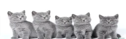 Británico de Pelo Corto gatos en venta: British shorthair - Anuncio 3