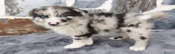 Raza Mixta perros en venta: BORDERPOM (POMERANIA + BORDER COLLIE) - Anuncio 3