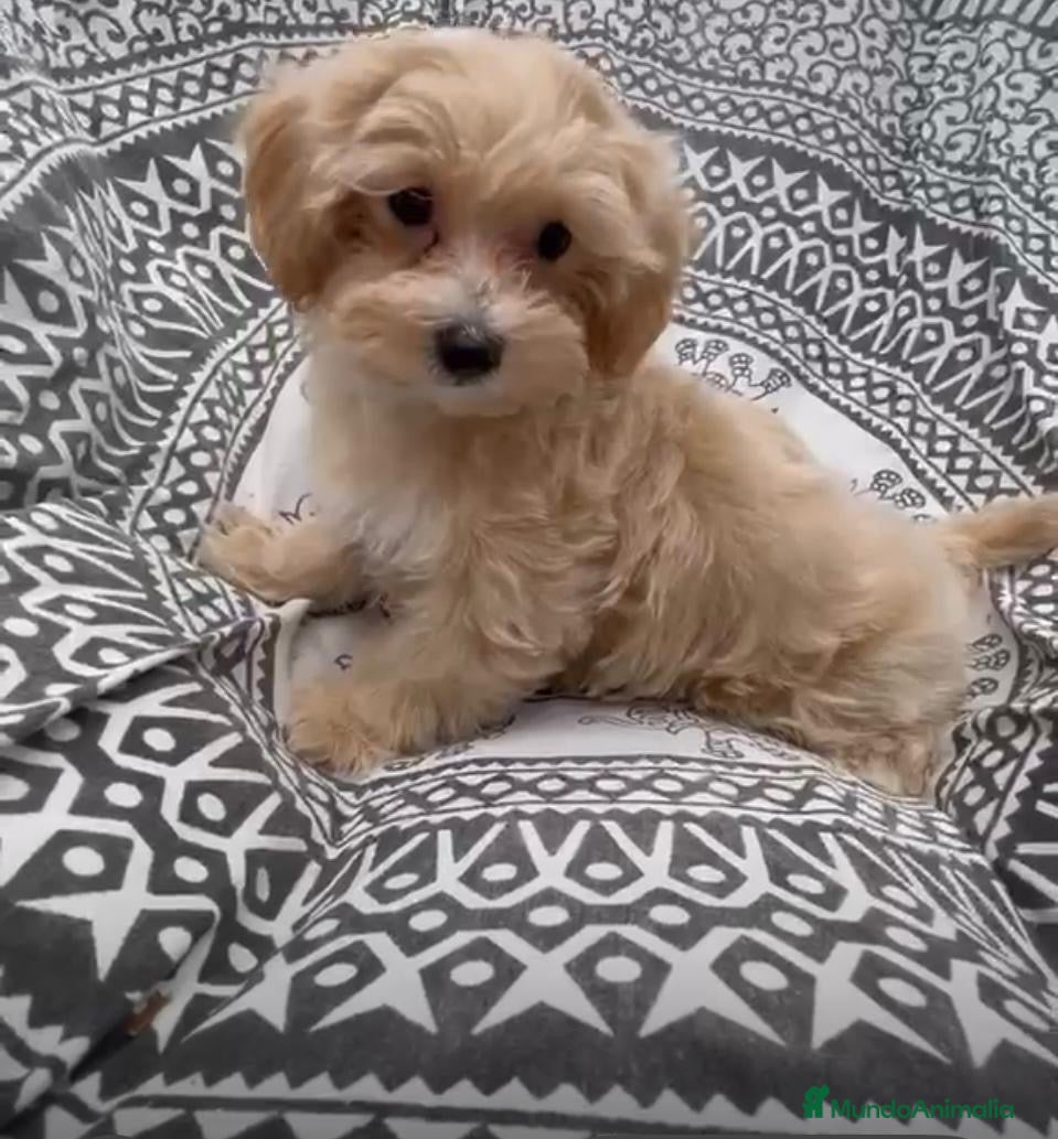 Maltipoo perros Maltipoo Hembra Disponible lista para entregar !! - Anuncio 1