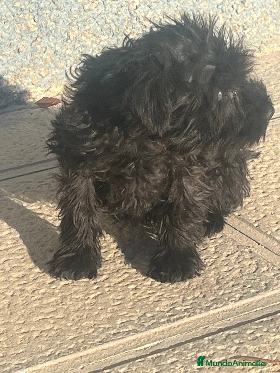 Schnauzer Miniatura perros en venta: Schnuzer min - Anuncio 9