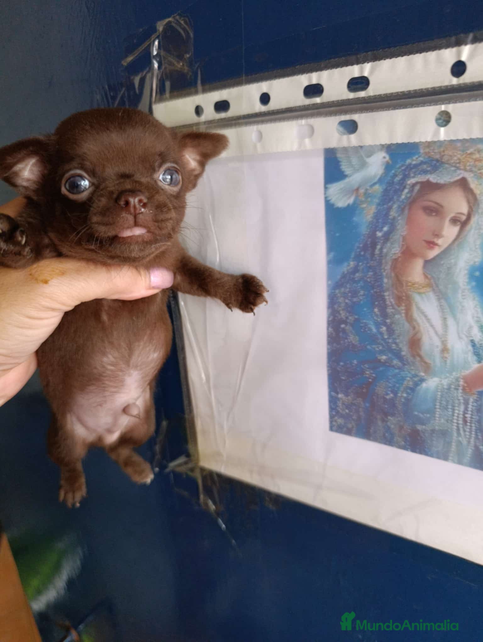 Chihuahua perros ‼️PRECIOSA CAMADA DE CHIHUAHUAS TAMAÑO MINI  - Anuncio 1