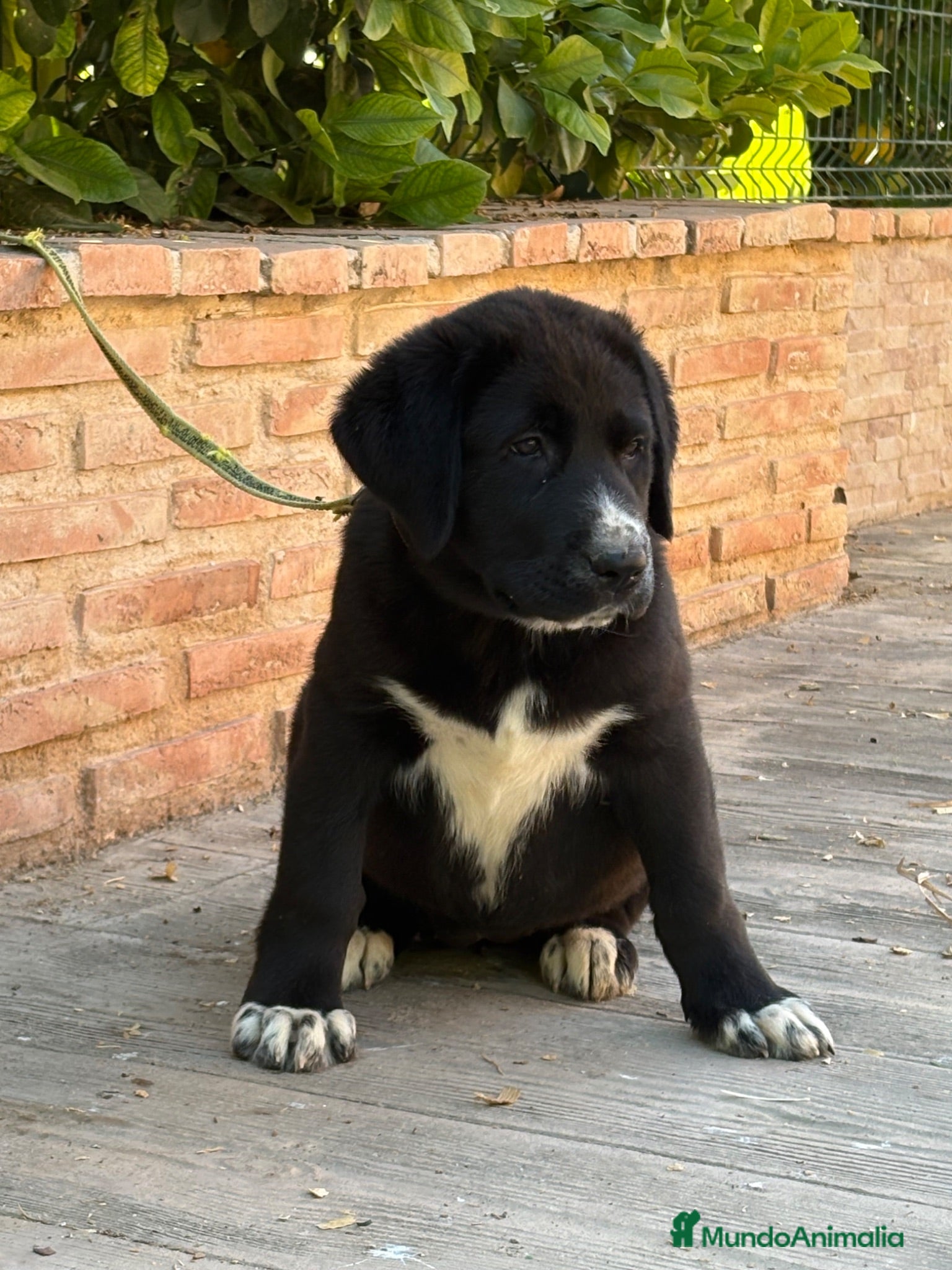 Mastín Español perros Cachorros líneas funcionales  - Anuncio 1
